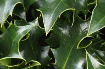 Ilex / Hulst