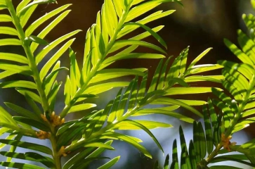 Taxus