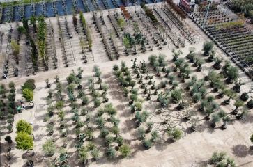 Budgetplant XL