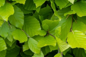 Beuken