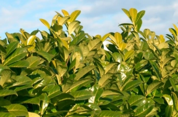 Laurieren