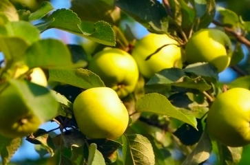 Fruit