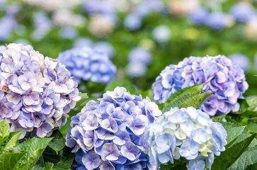 Hortensia
