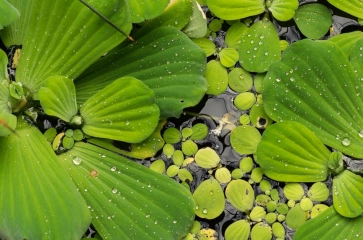 Waterplanten