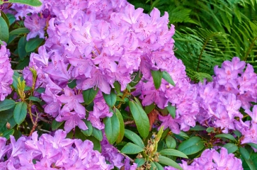 Rhododendron