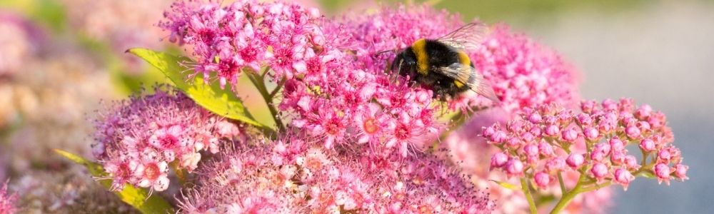 Biodiversiteit in je tuin