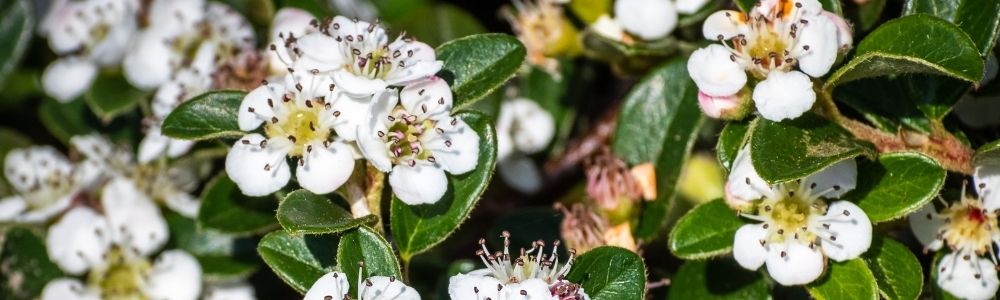 Dwergmispel - Cotoneaster dammeri