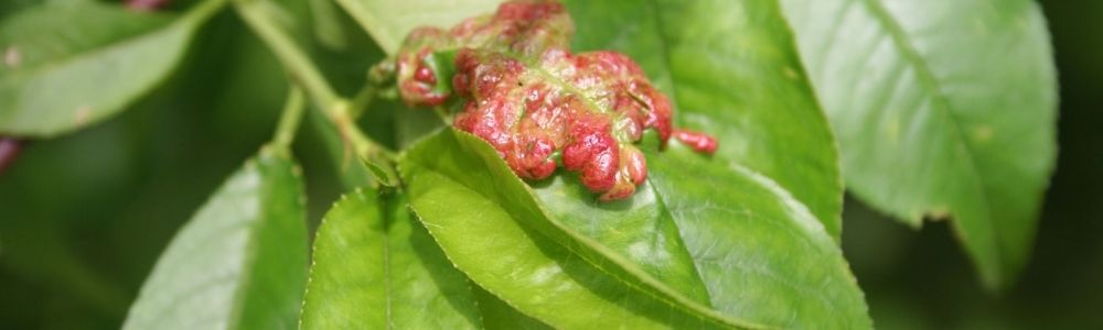 Krulziekte bij perzik- nectarineboom 2