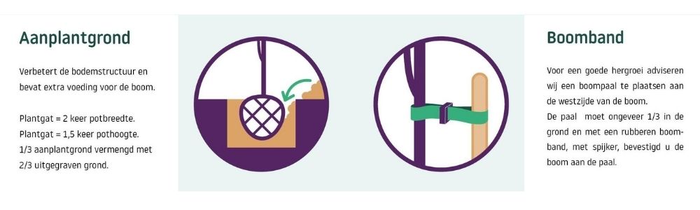 bomen planten