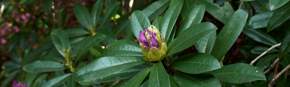Rhododendron Budgetplant