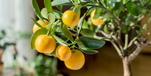 Een boom in pot: dé groene blikvanger voor tuin en terras