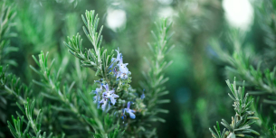 groenblijvende vaste planten - kruiden