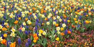 bloembollen narcissen blauwe druif