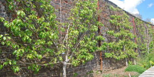 leibomen in tuin Budgetplant