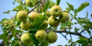 appels in oude fruitboom
