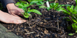 wanneer planten