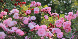 rozen in tuin - Budgetplant