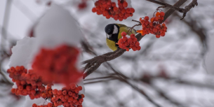 vogel lijsterbes wintertuin - Budgetplant