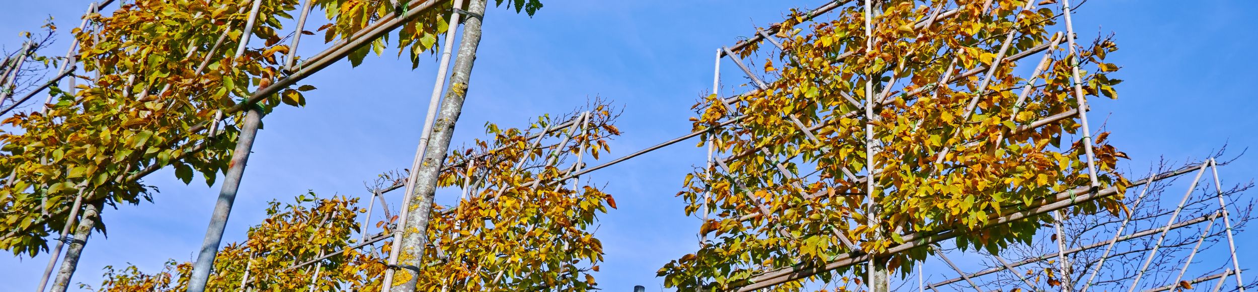 rechter echtgenoot Beraadslagen Bomen koop je bij Budgetplant