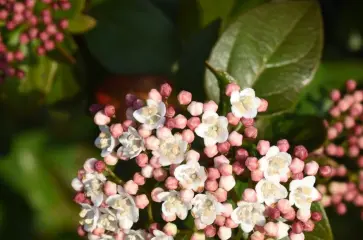 Groenblijvende bomen