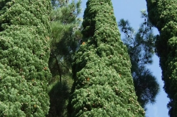 Zuilbomen