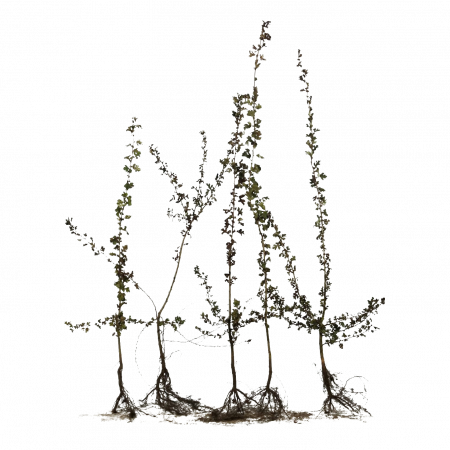 Eingriffeliger Weißdorn 60-90 cm WG