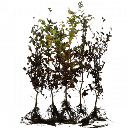 Carpinus betulus 100 - 125 WG