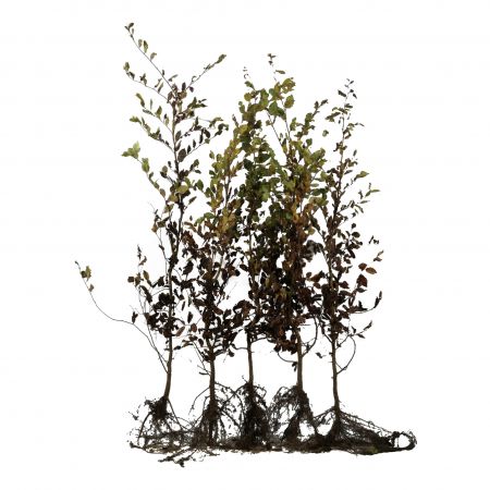 Haagbeuk 125-150 cm WG