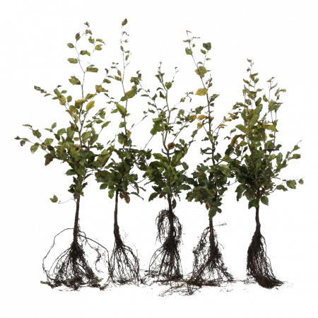 Groene beuk 60 - 80 cm WG