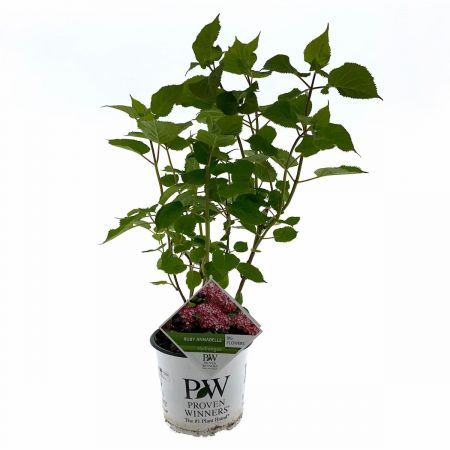 Hortensia 'Ruby Annabelle'
