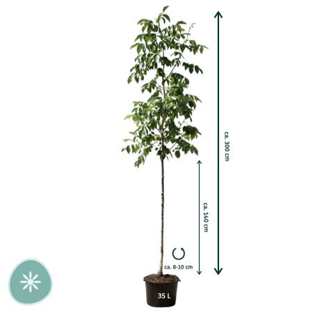 Walnotenboom 'Broadview'