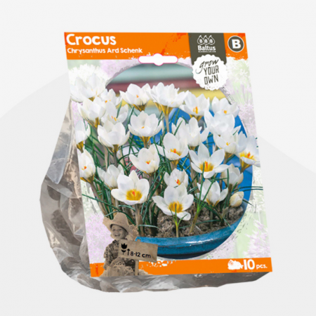 Crocus 'Ard Schenk' 10 stuks