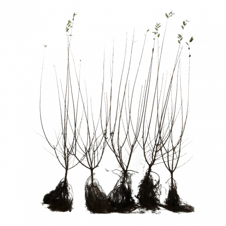 Wintergroene Liguster 'Atrovirens' 60-100 cm WG