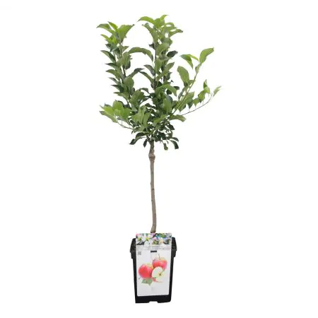 Handappel 'Elstar'
