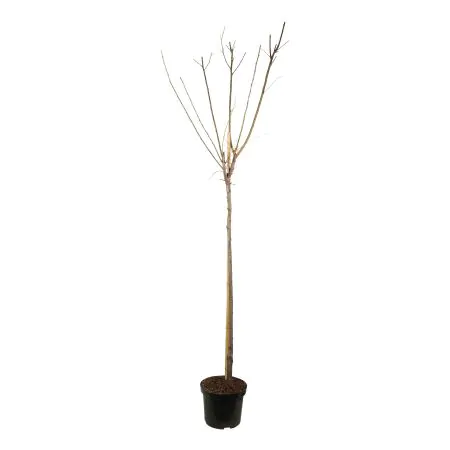 Prunus d. 'Mirabelle de Nancy'