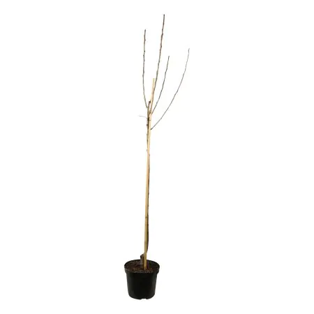 Handpeer 'Bonne Louise d'Avranches'