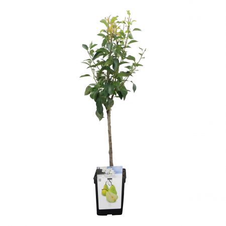 Handpeer 'Bonne Louise d'Avranches'