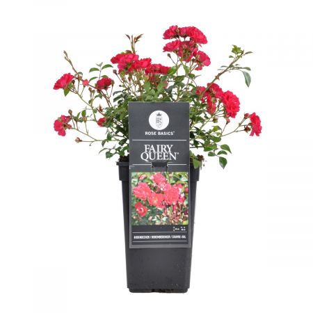 Bodembedekkende Roos 'Fairy Queen' 