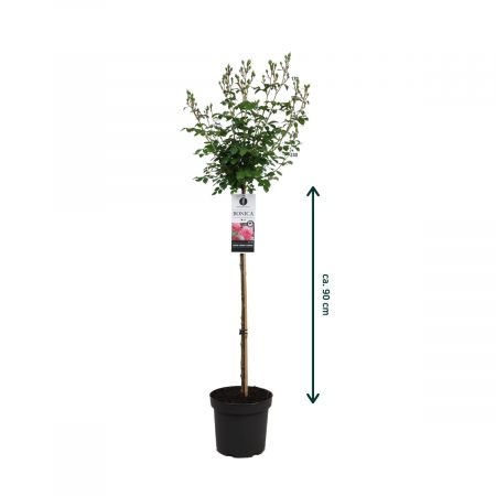Stamroos 'Bonica'®