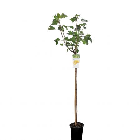 Witte Aalbes 'Werdavia'