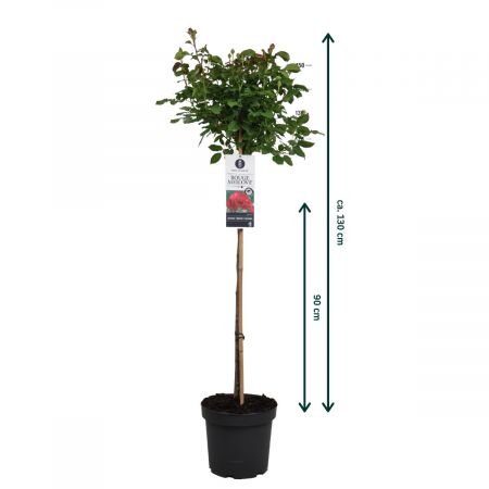 Stamroos 'Rouge Meilove' ®