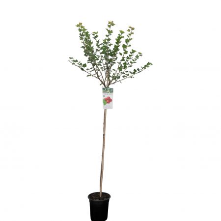 Rode Kruisbes 'Hinnonmaki Rood'