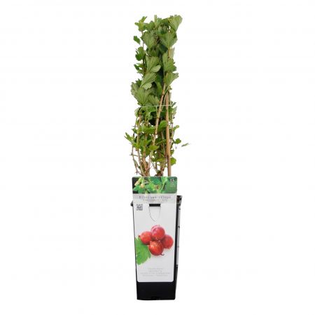 Rode Kruisbes 'Hinnonmaki Rood'