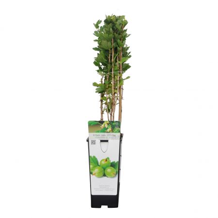 Kruisbes 'Hinnonmaki Groen'