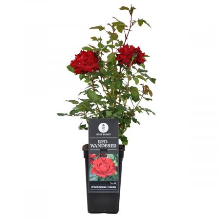 Trosroos 'Red Wanderer'
