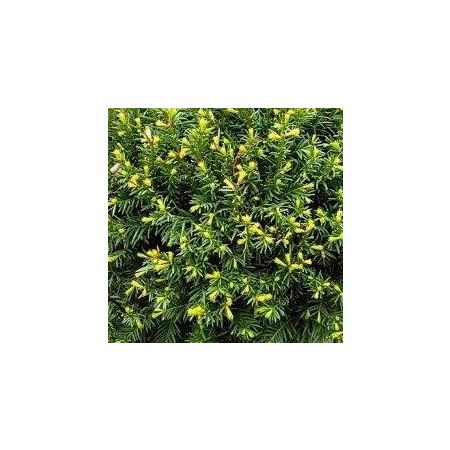 Venijnboom Groenland 60-80 cm