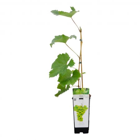 Witte Druif 'Witte van der Laan'