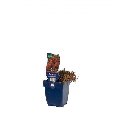 Stekelnootje 'Kupferteppich'