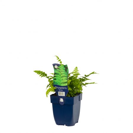 Mannetjesvaren
