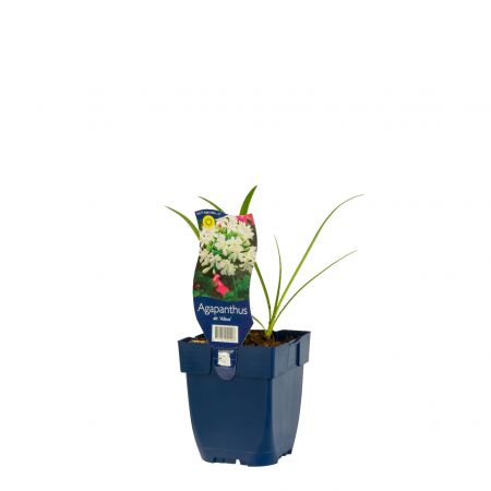 Afrikaanse lelie 'Albus'